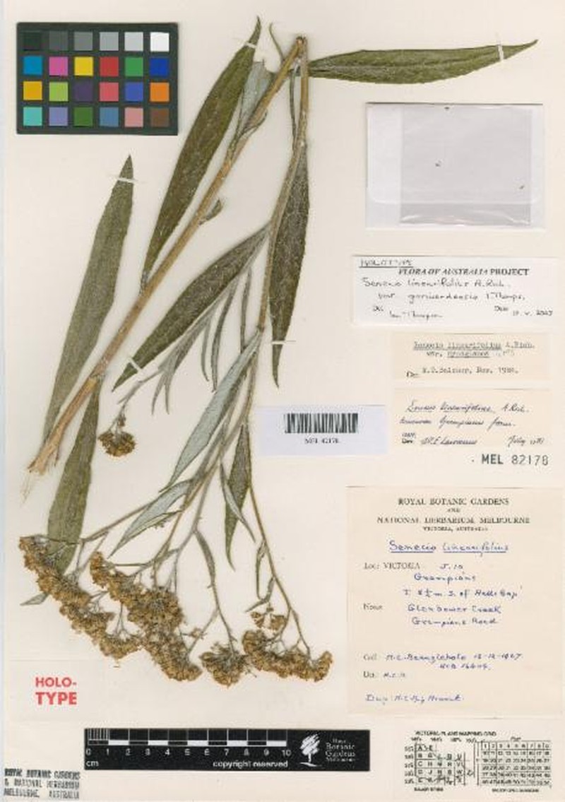 Senecio linearifolius var. gariwerdensis