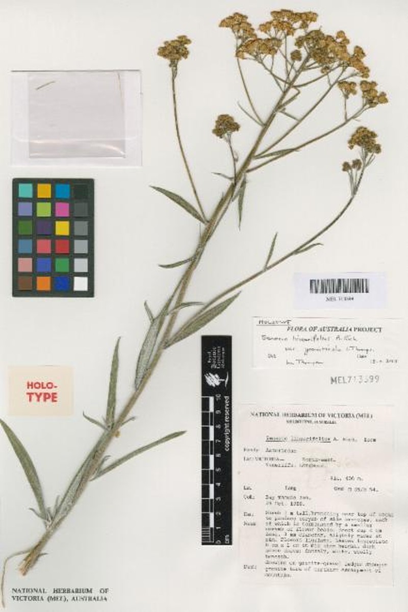 Senecio linearifolius var. graniticola