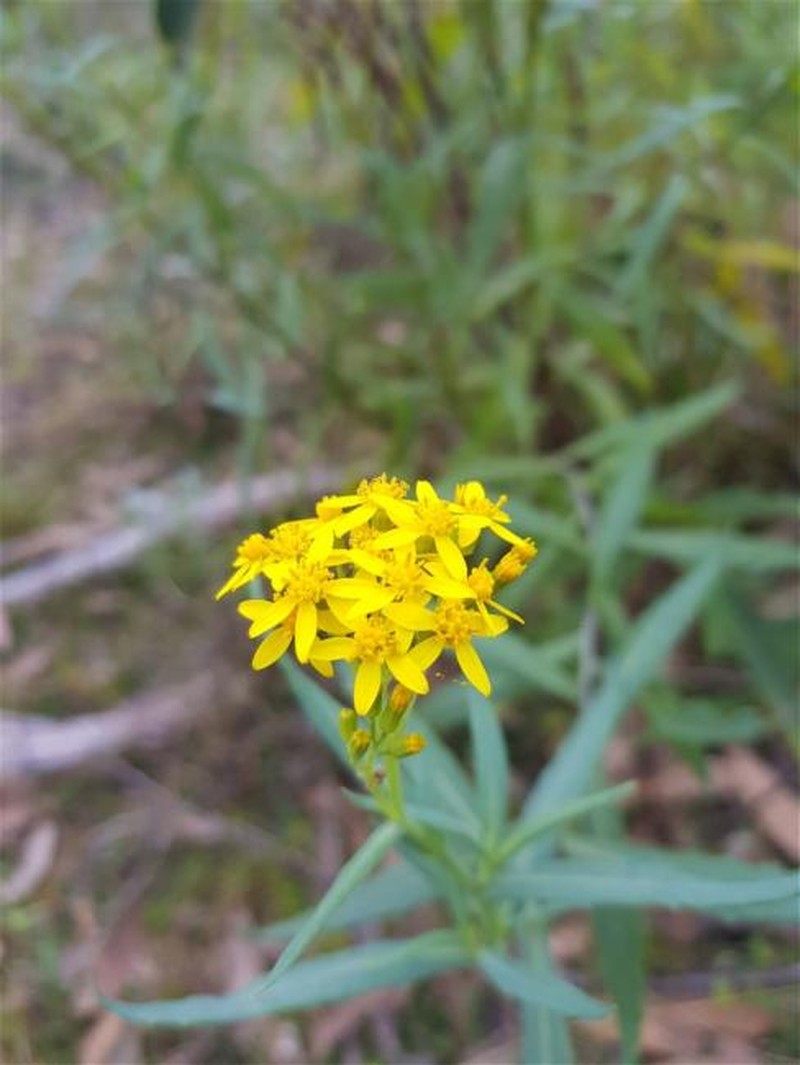 Senecio linearifolius var. intermedius