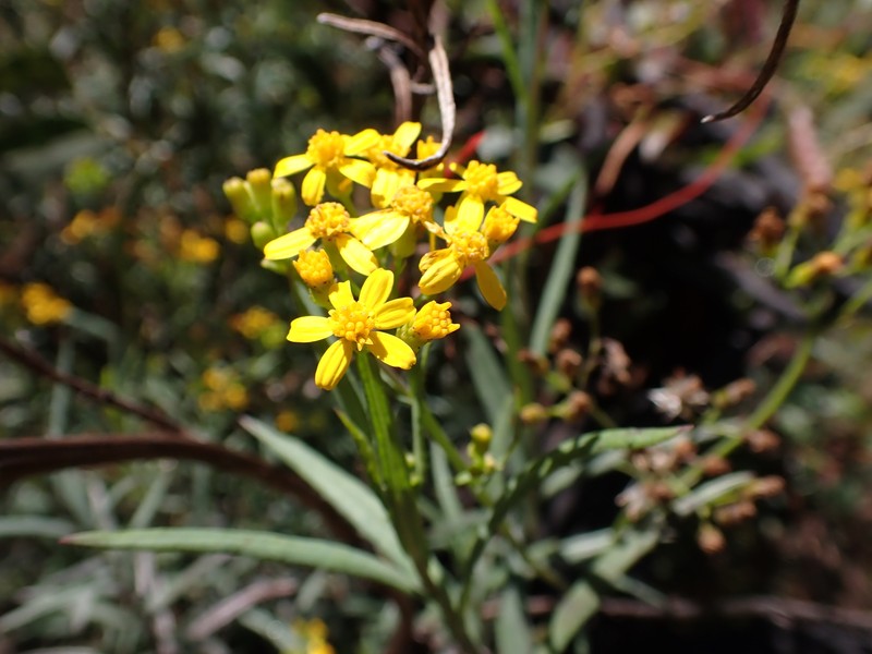 Senecio linearifolius var. intermedius photo 2