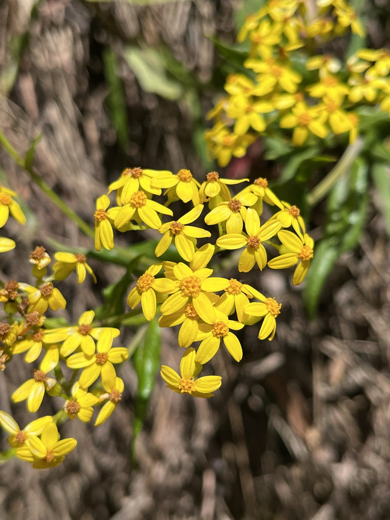 Senecio linearifolius var. latifolius
