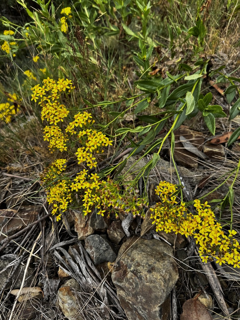 Senecio linearifolius var. latifolius photo 2