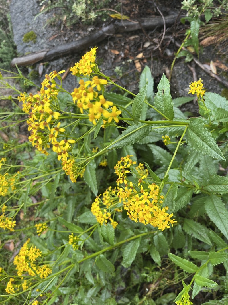 Senecio linearifolius var. latifolius photo 3
