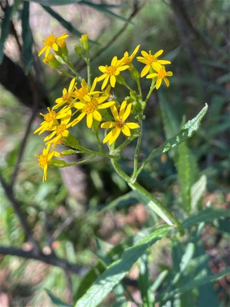 Senecio linearifolius var. latifolius photo 4