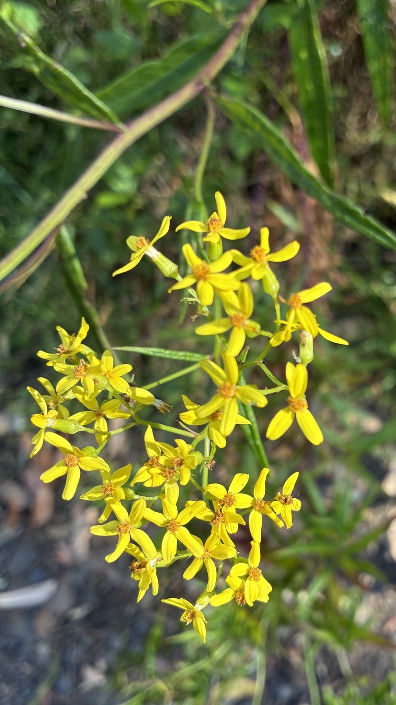 Senecio linearifolius var. linearifolius