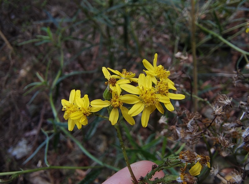 Senecio linearifolius var. linearifolius photo 2