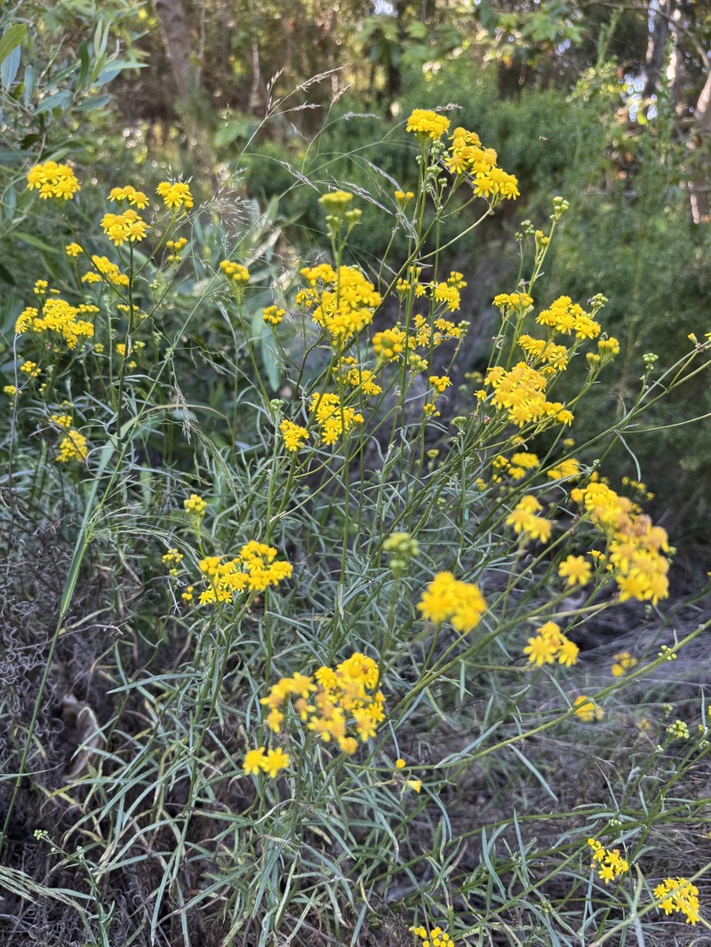 Senecio linearifolius var. linearifolius photo 3