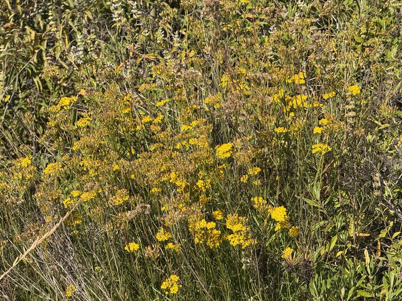 Senecio linearifolius var. linearifolius photo 4