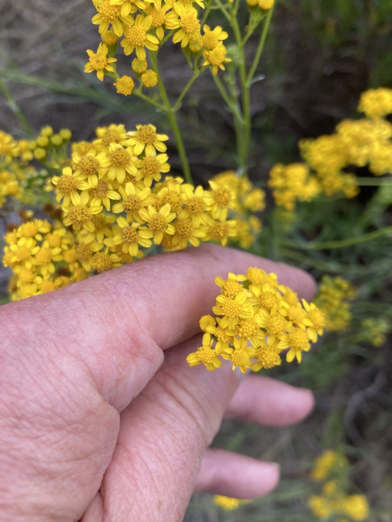 Senecio linearifolius var. linearifolius photo 5