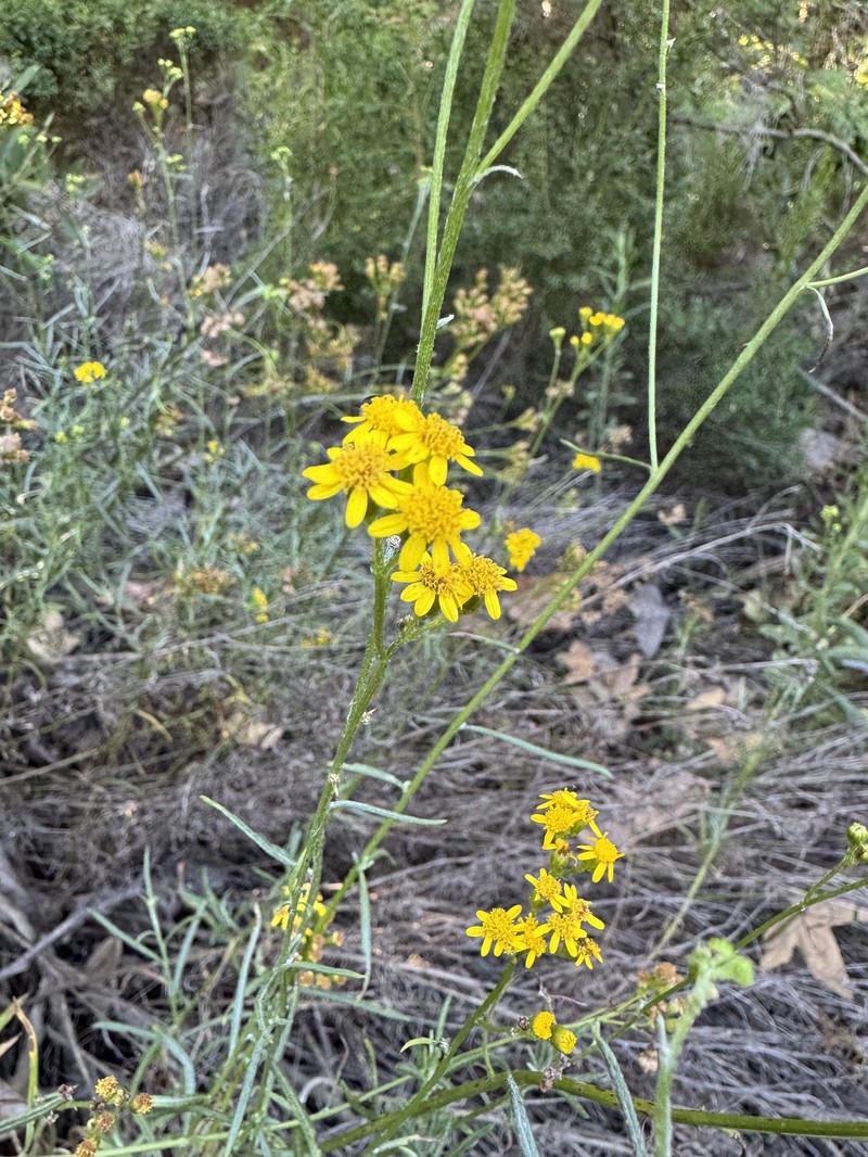 Senecio linearifolius var. linearifolius photo 6