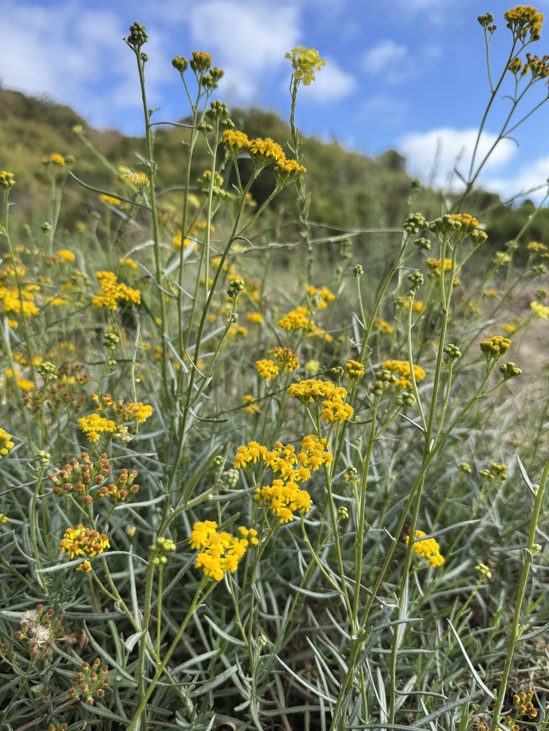 Senecio linearifolius var. linearifolius photo 7