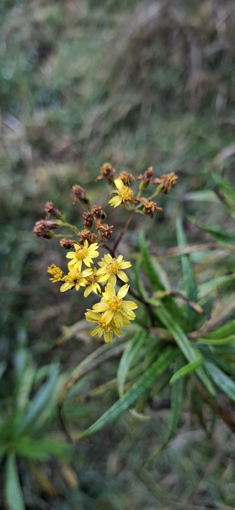 Senecio linearifolius var. linearifolius photo 8