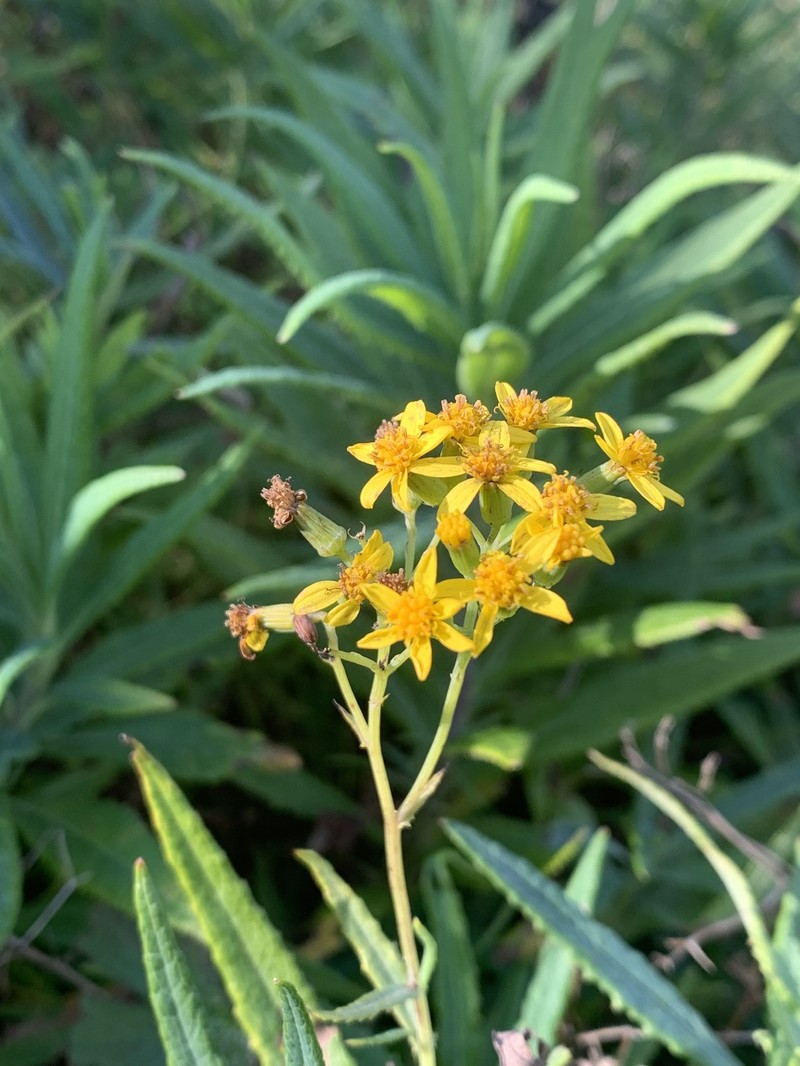 Senecio linearifolius var. macrodontus