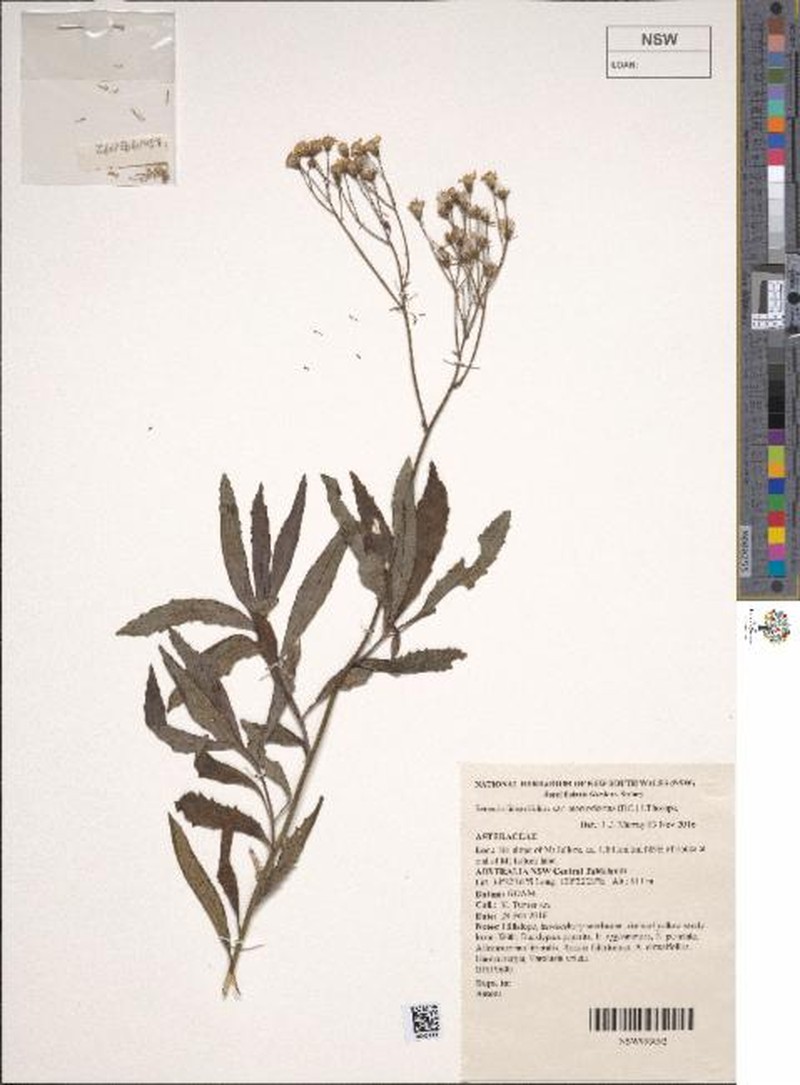 Senecio linearifolius var. macrodontus photo 2