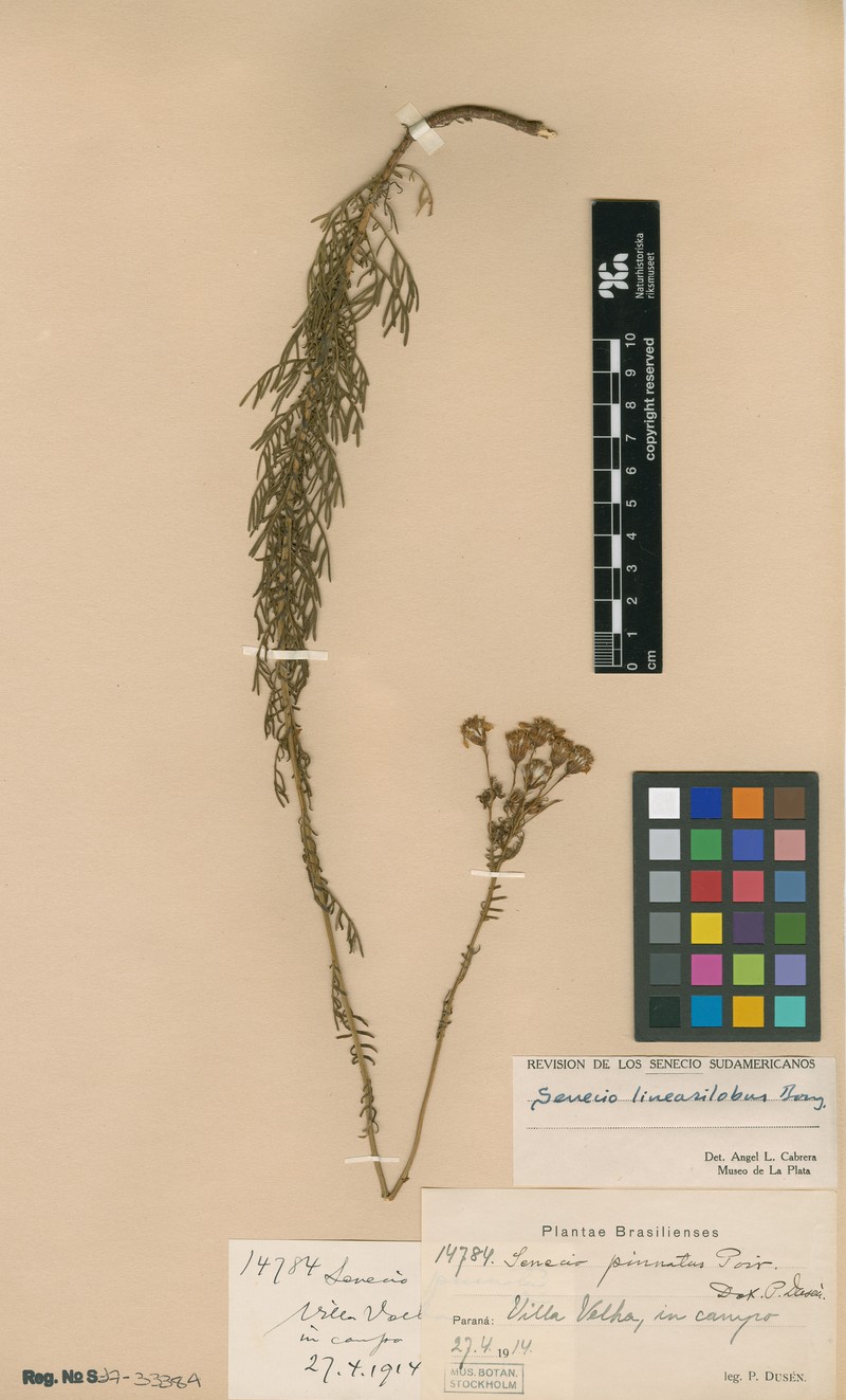 Senecio linearilobus