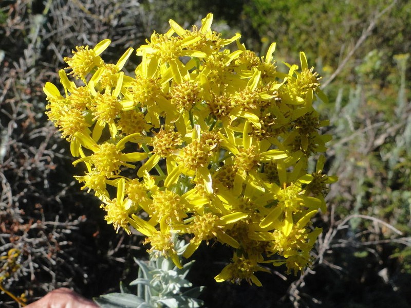 Senecio lineatus
