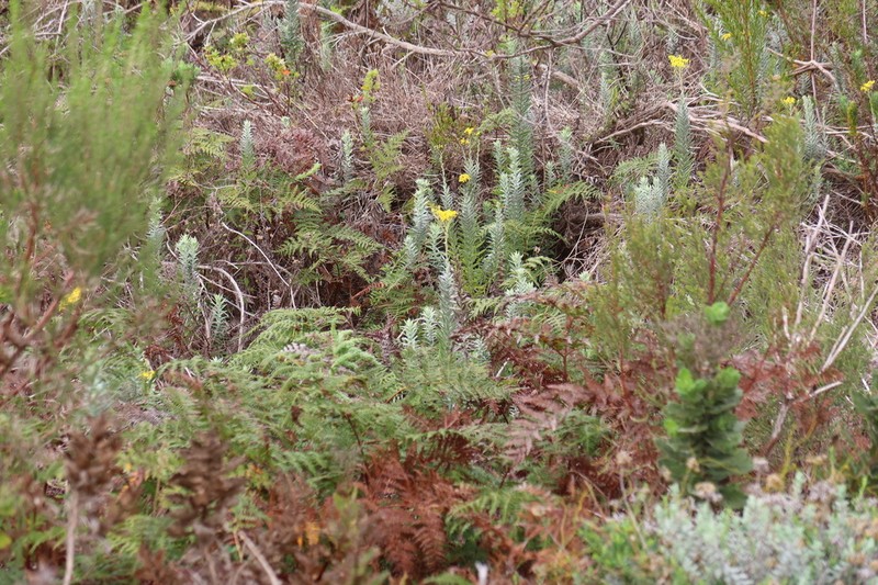 Senecio lineatus photo 3