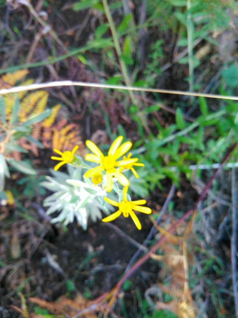 Senecio lineatus photo 4