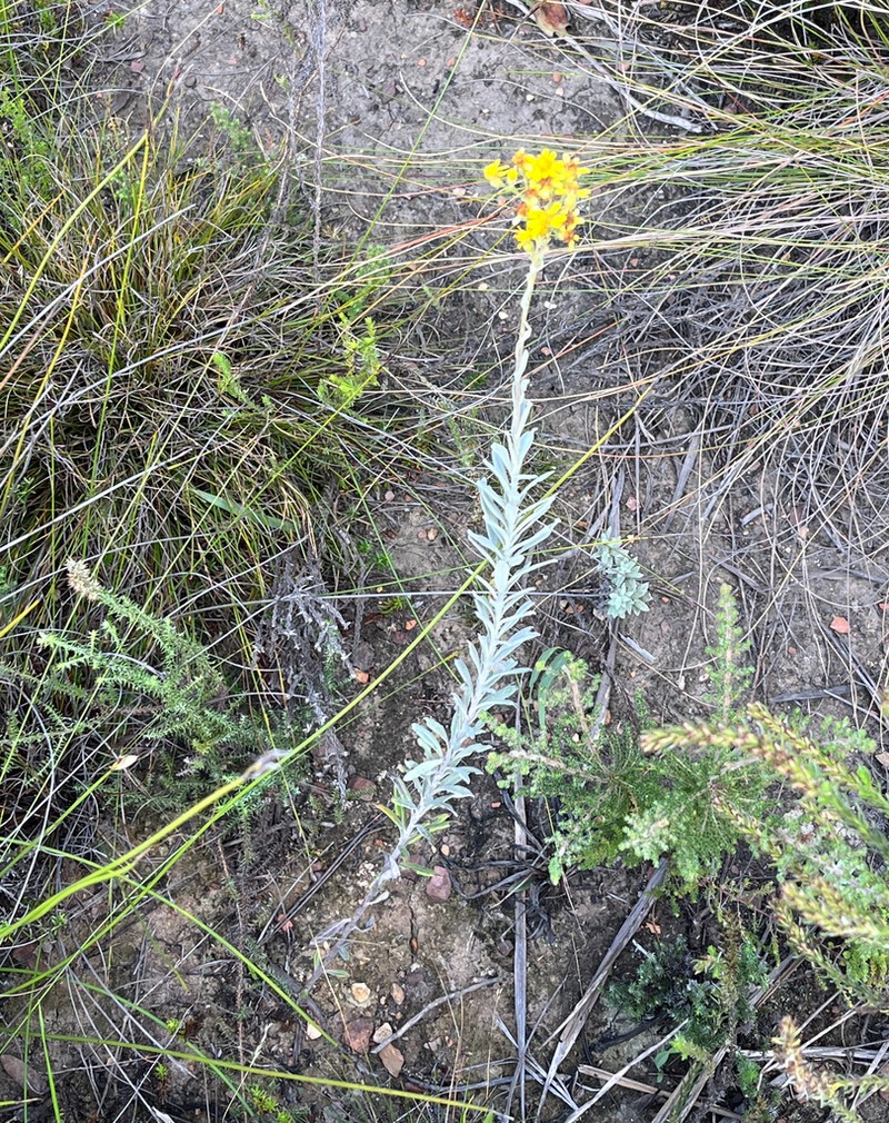 Senecio lineatus photo 5