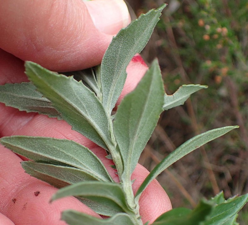 Senecio lineatus photo 6