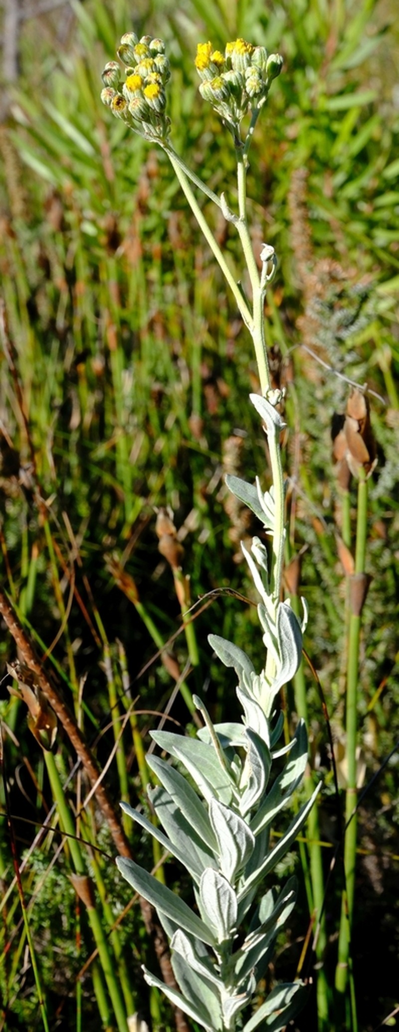Senecio lineatus photo 7