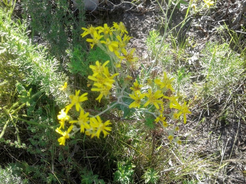 Senecio lineatus photo 8