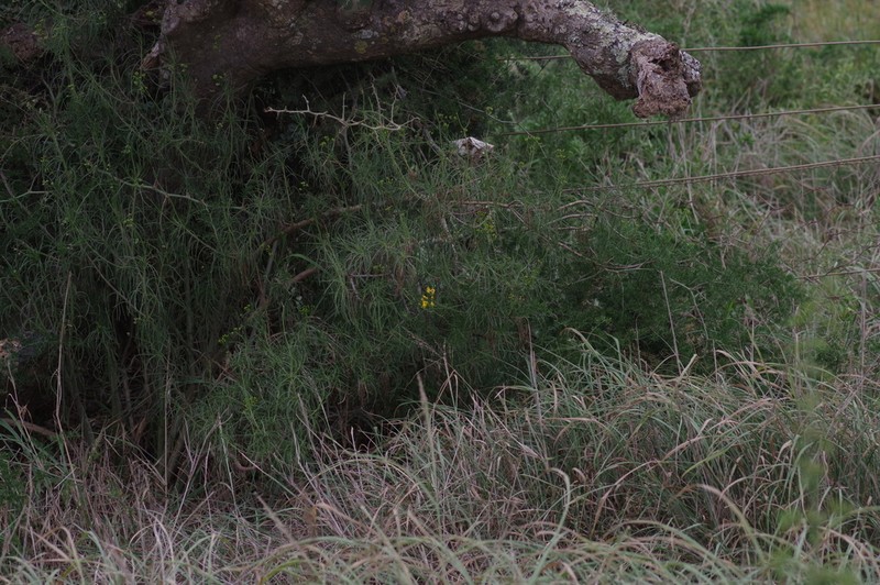 Senecio linifolius