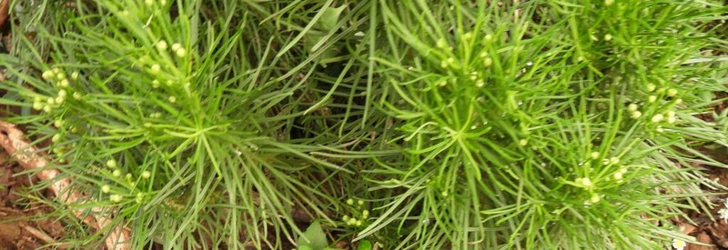 Senecio linifolius photo 2