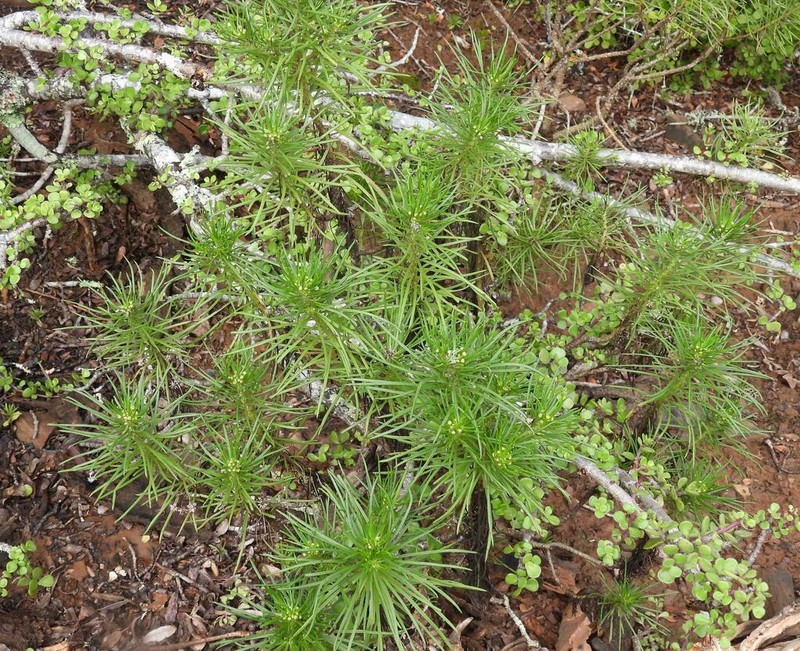 Senecio linifolius photo 3