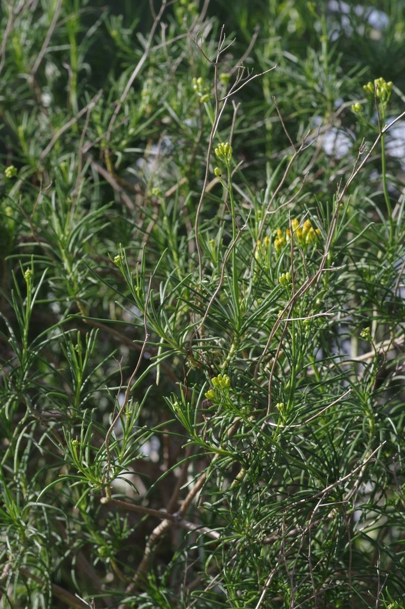 Senecio linifolius photo 4
