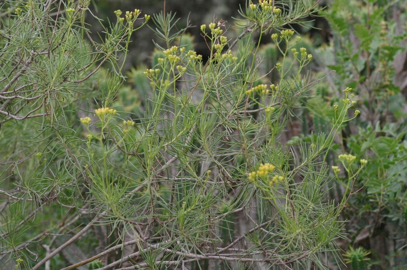 Senecio linifolius photo 5