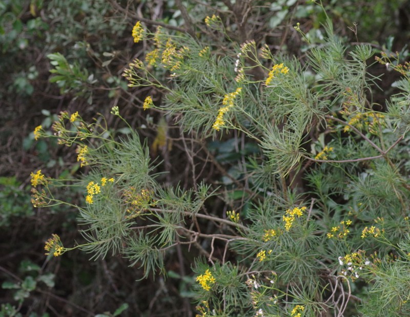 Senecio linifolius photo 6