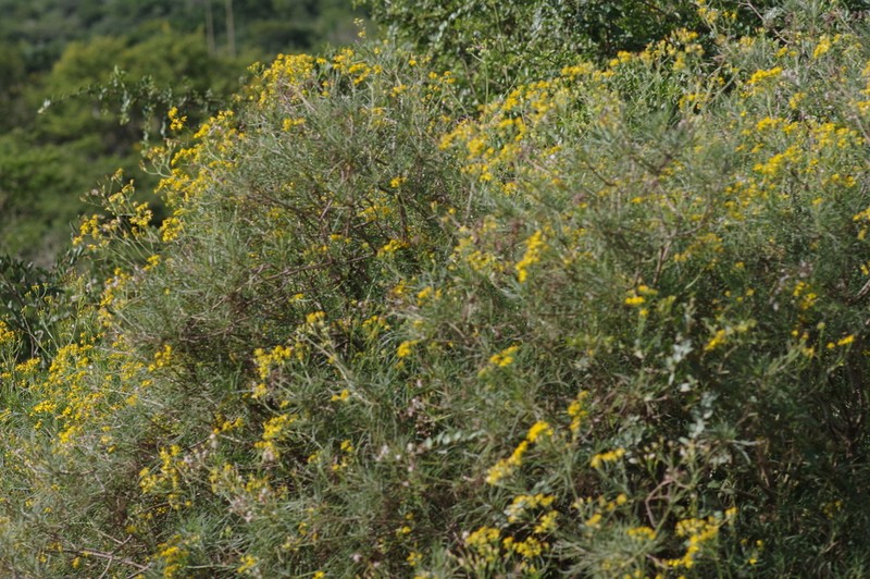 Senecio linifolius photo 7