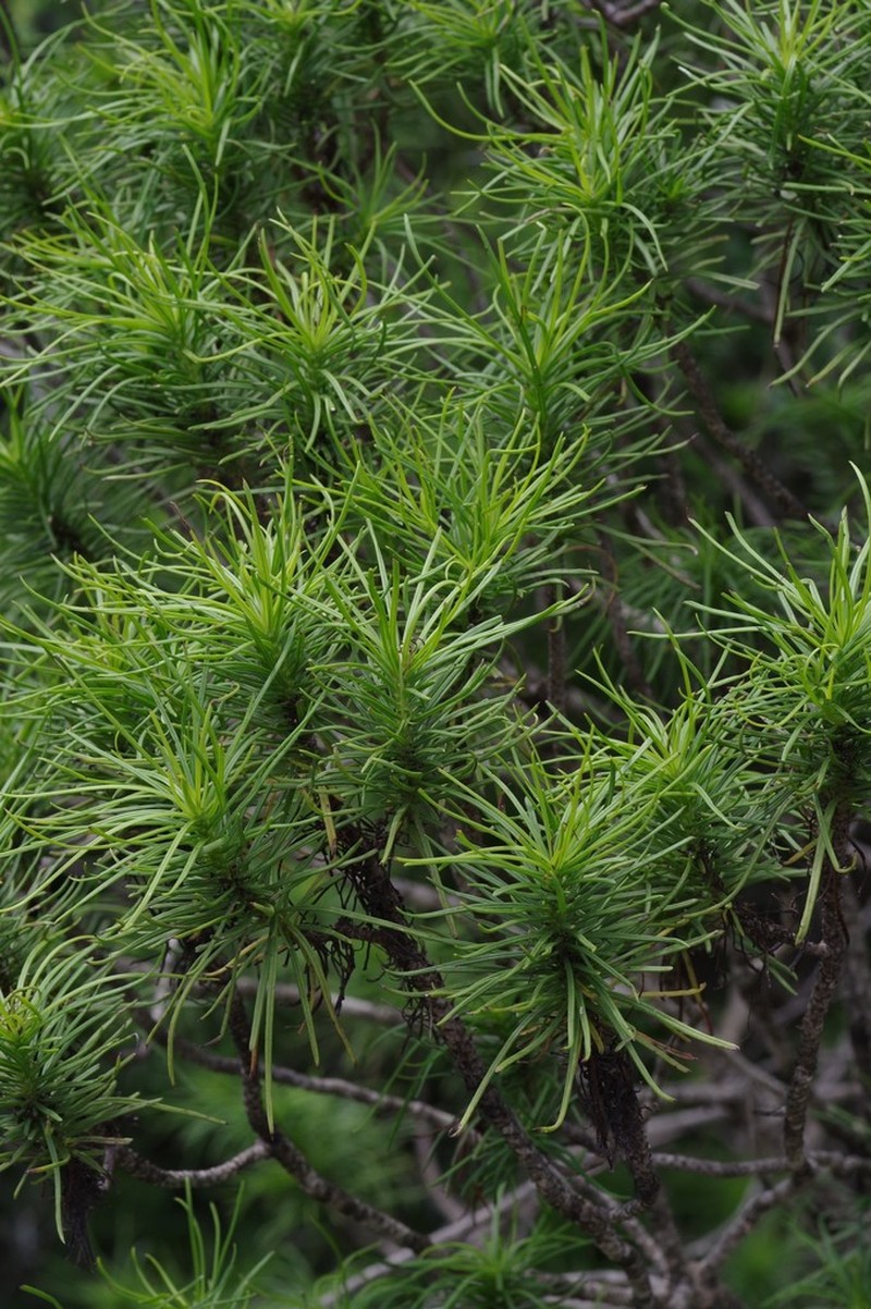 Senecio linifolius photo 8