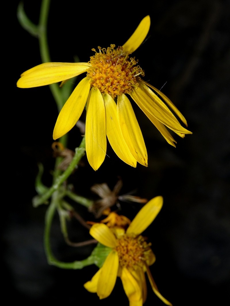 Senecio lithophilus