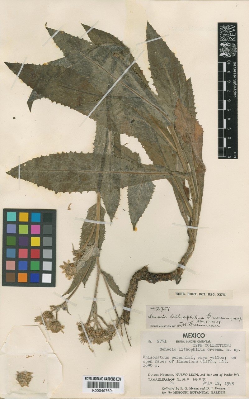 Senecio lithophilus photo 2