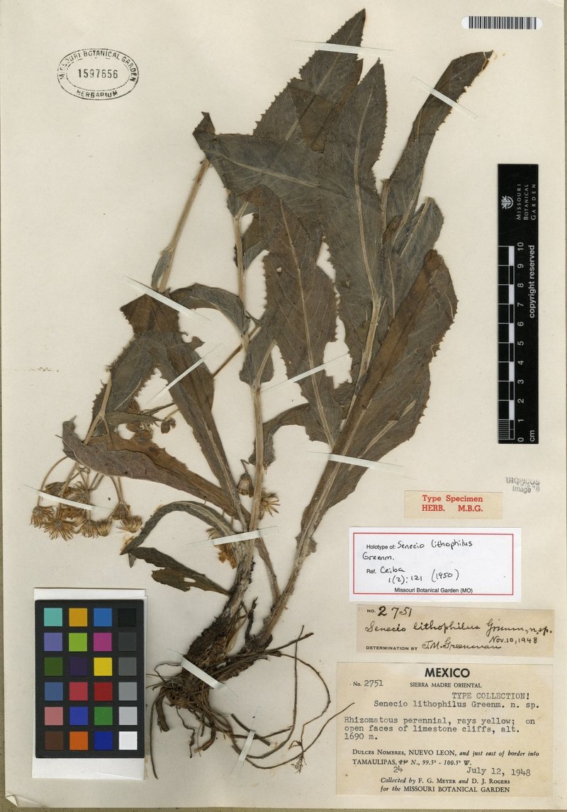 Senecio lithophilus photo 3