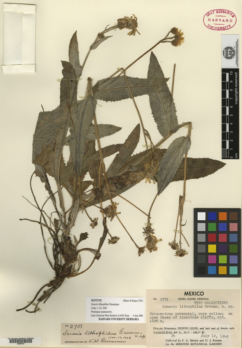 Senecio lithophilus photo 4
