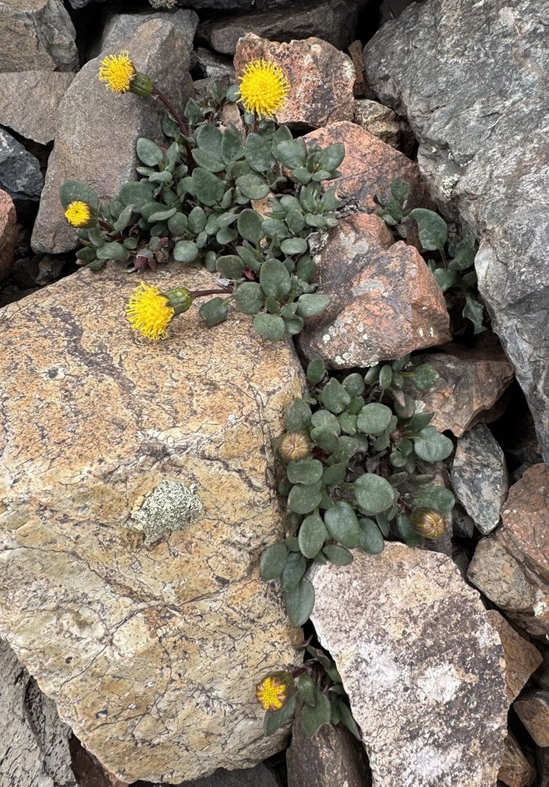 Senecio lithostaurus