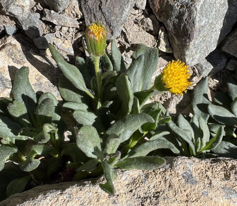Senecio lithostaurus photo 2