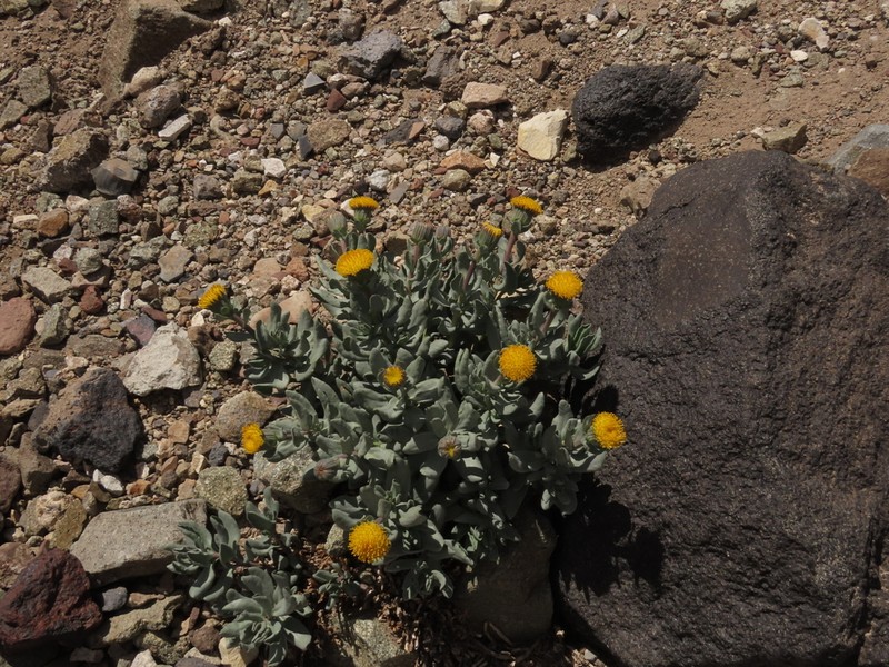 Senecio lithostaurus photo 3