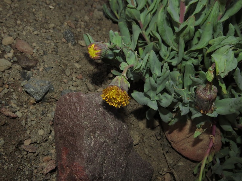 Senecio lithostaurus photo 4
