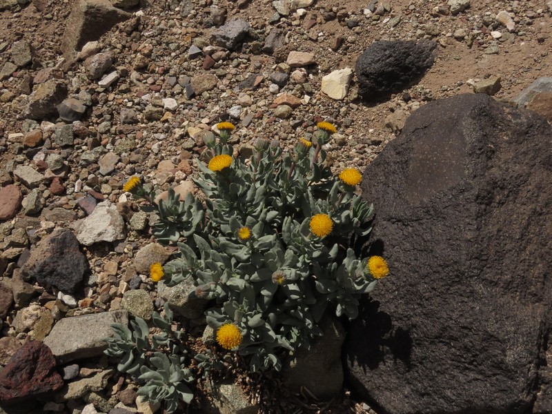 Senecio lithostaurus photo 5