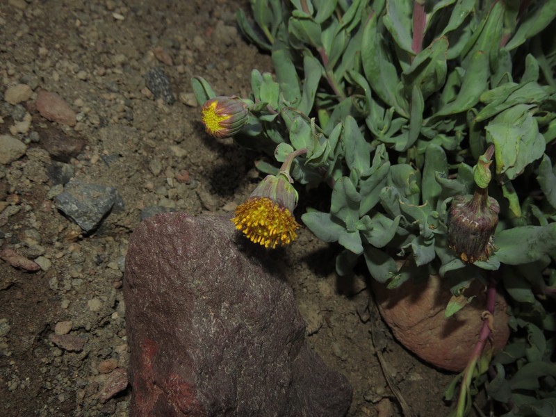 Senecio lithostaurus photo 6