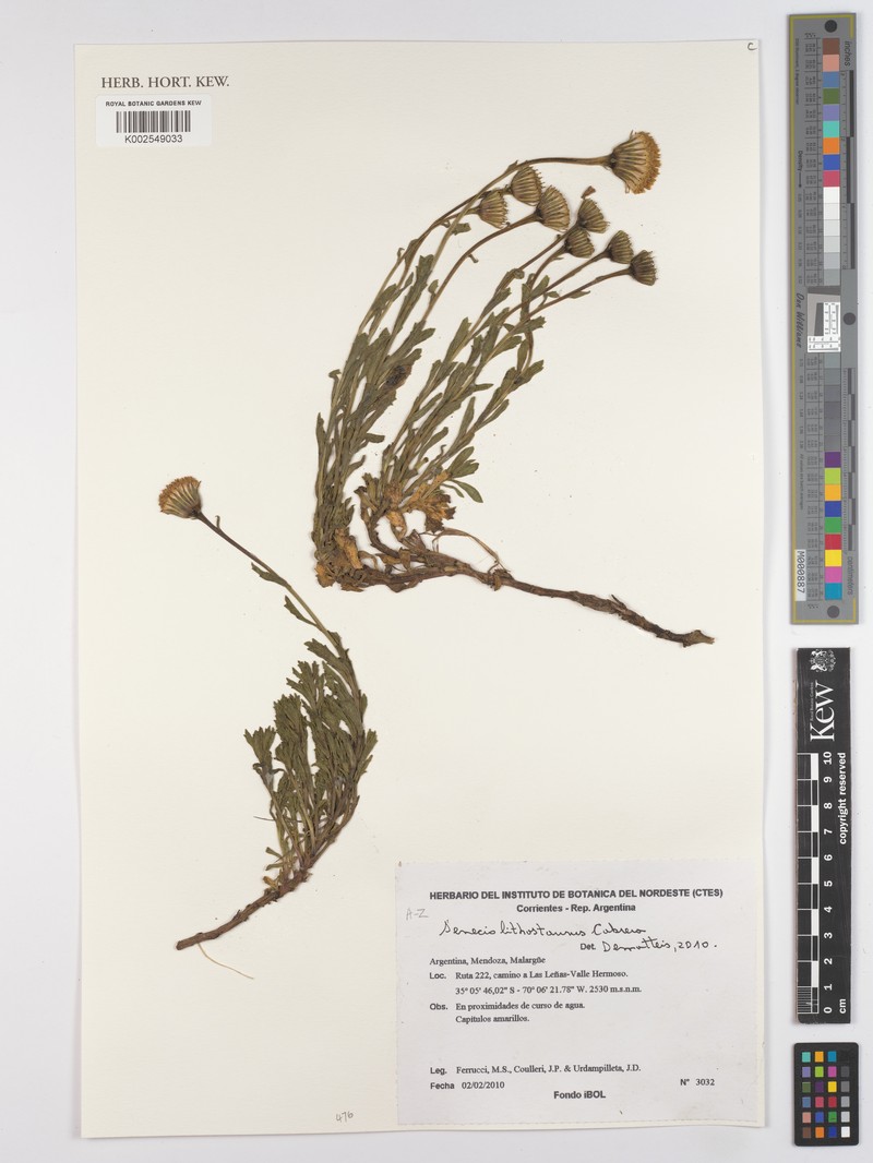 Senecio lithostaurus photo 7