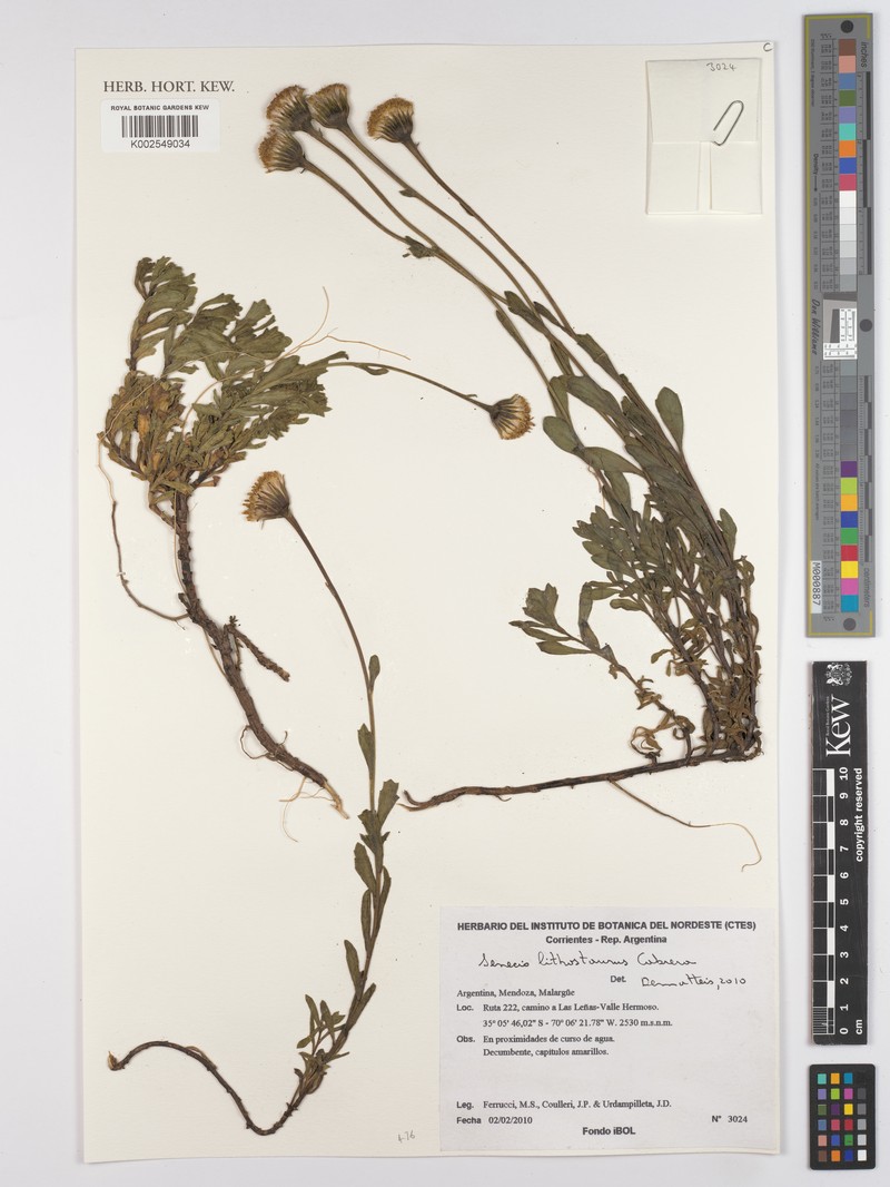 Senecio lithostaurus photo 8