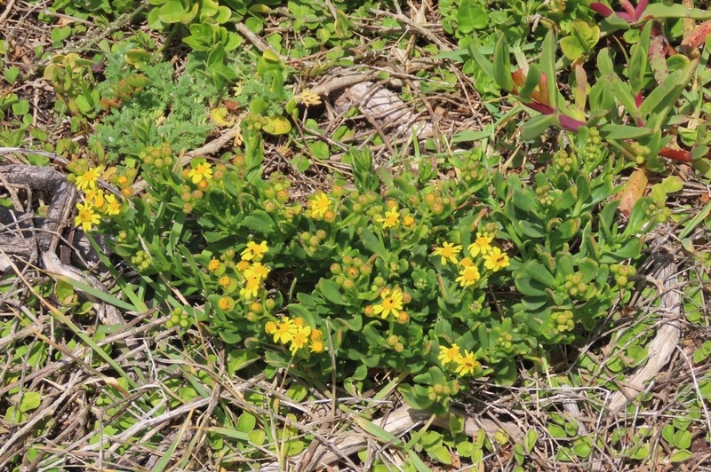 Senecio litorosus photo 2