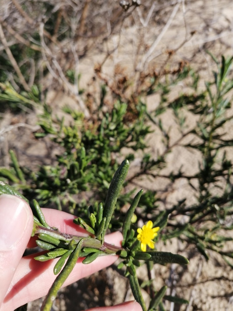 Senecio litorosus photo 3