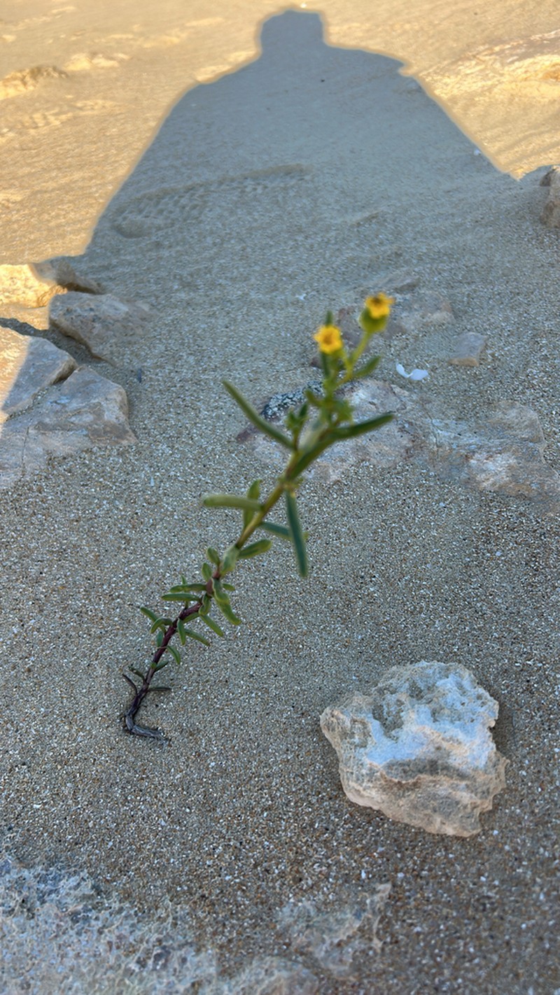 Senecio litorosus photo 4