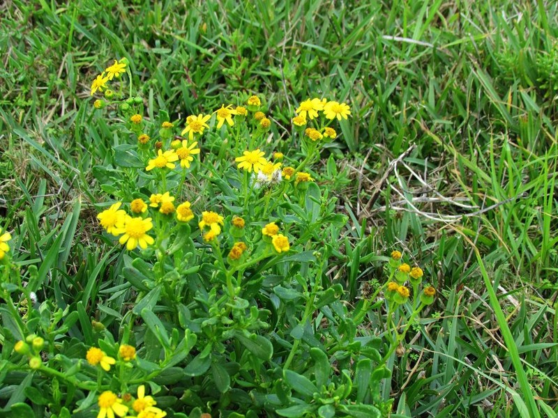 Senecio litorosus photo 5